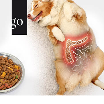 Fettstoffwechselstörungen und Pankreatitis bei Hund und Katze