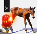 Fit für den Notdienst: Fohlen sicher versorgen