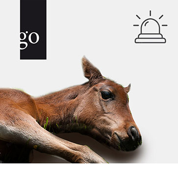 Fit für den Notdienst: Erstversorgung von Fohlen für TFA