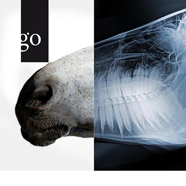 Röntgenbildinterpretation am Kopf des Pferdes