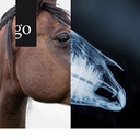 Röntgen des Pferdekopfes mit Durchblick und Weitsicht