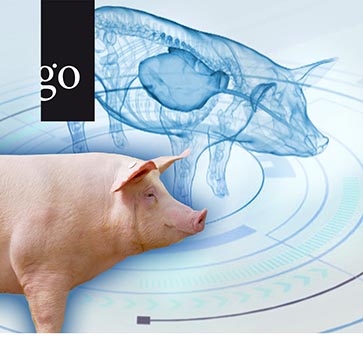 PCV2 und Mykoplasmen - die Lungengesundheit unserer Schweine