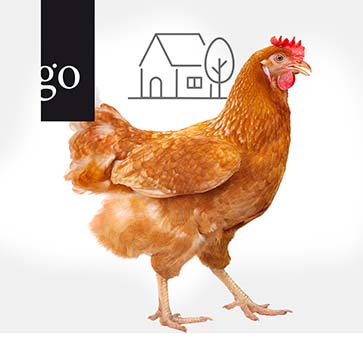 Ein Huhn in der Praxis, was nun?