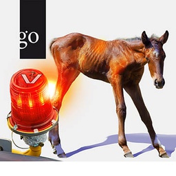 Fit für den Notdienst: Fohlen sicher versorgen