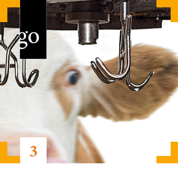 Tierschutz bei der Schlachtung: Betäubung und Entblutung im Fokus