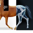 Röntgenuntersuchung der Gliedmaßen beim Pferd