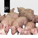 Tierseuchen und Schweinegesundheit - Aktuell 