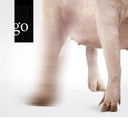 Diagnostik im Schweinebestand – Fokus Bewegungsapparat