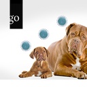 Update Canine Herpesimpfung in der Hundezucht