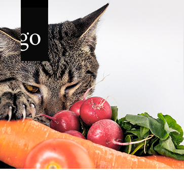Fokus Katze: Fütterungstipps auf den Punkt gebracht