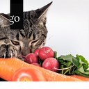 Fokus Katze: Fütterungstipps auf den Punkt gebracht