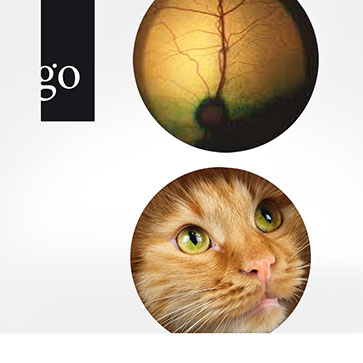 Die Augenuntersuchung in der Kleintierpraxis – Fokus Katze