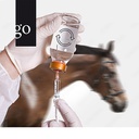 Rechtskonforme Arzneimittel-Anwendung in der Pferdepraxis