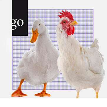 Legehenne und Ente in der Schlachttier- und Fleischuntersuchungsstatistik 