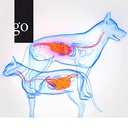 Gastroenterologie in der Kleintierpraxis: Komplexe Fälle verstehen und behandeln