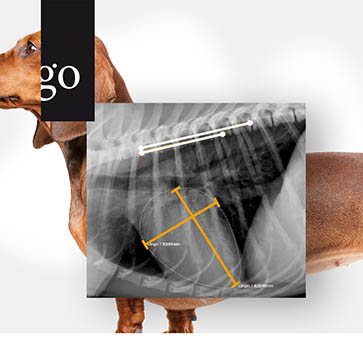 Praxisnahe Kardio-Diagnostik beim Hund