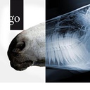 Röntgenbildinterpretation am Kopf des Pferdes