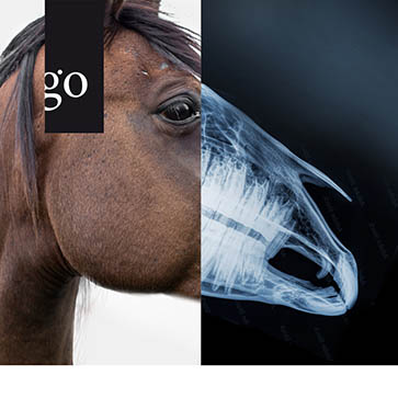 Röntgen des Pferdekopfes mit Durchblick und Weitsicht