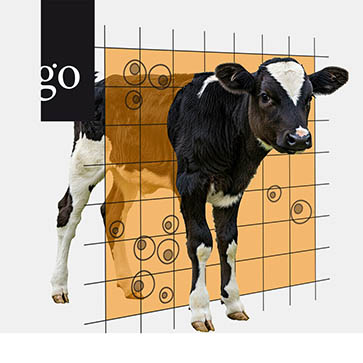 Impfmanagement im Kälberbestand