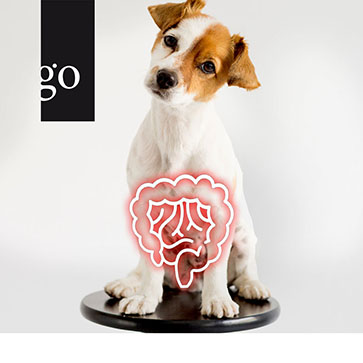 Chronische Enteropathie beim Hund: Der diätetische Therapieansatz