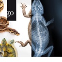 Durchblick bei Echse, Schildkröte &amp; Co
