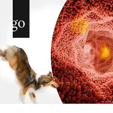 Gastro-Update Hund