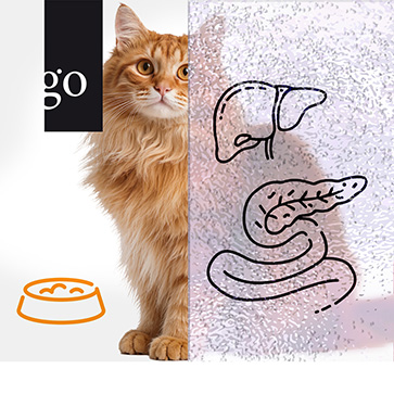 Triaditis und chronische Enteropathien bei der Katze