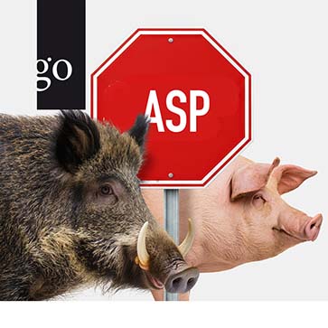 Afrikanische Schweinepest: Was wir aus der Praxis lernen können