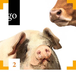 Modul 2: Praktizierter Tierschutz am Schlachthof: Der Weg zum Schlachtband - Methoden, Prozesse und Kontrollen