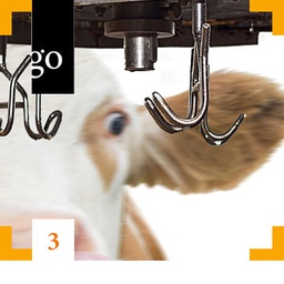 Tierschutz bei der Schlachtung: Betäubung und Entblutung im Fokus