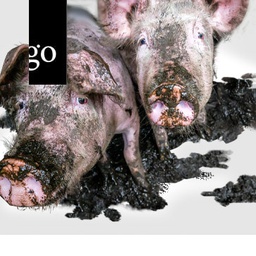 Saubere Schweine - gesunde Tiere = gesunde Lebensmittel 