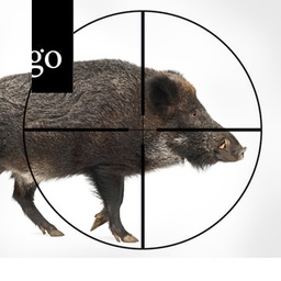 Die Afrikanische Schweinepest – Gerüstet für den Ernstfall!