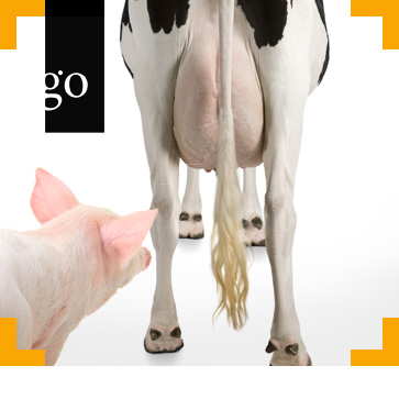 Fortbildung für  Tierärzt:innen und TFA  | Tierschutz bei landwirtschaftlichen Nutztieren
