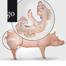 Diagnostik im Schweinebestand – Fokus Reproduktionstrakt