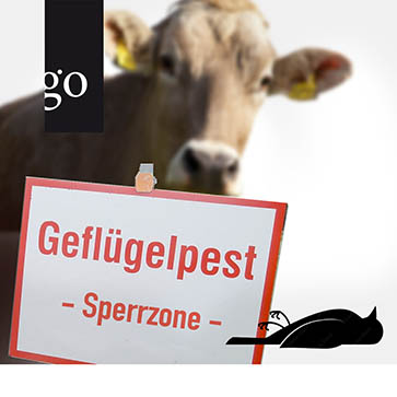 Aviäre Influenza – Fliegender Wechsel auf alle Nutztiere?