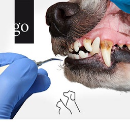 Professionelle Zahnreinigung bei Hund und Katze
