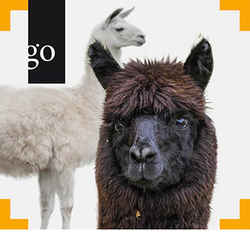 Neuweltkamele kompakt