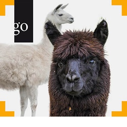 Neuweltkamele kompakt