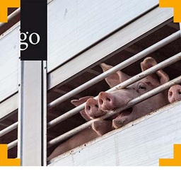 Tierschutz beim Transport von Schweinen