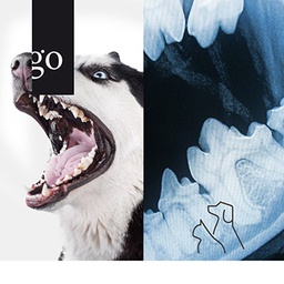 Vom Bild zur Diagnose: Dentalröntgen bei Hund und Katze