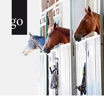 § 11 TierSchG: Der Schlüssel zur tierschutzgerechten Pferdehaltung