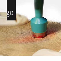 Dermatologische Diagnostik bei Hund und Katze