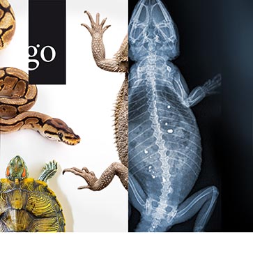 Durchblick bei Echse, Schildkröte & Co