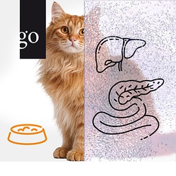 Triaditis und chronische Enteropathien bei der Katze